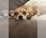 Small #1 Chihuahua