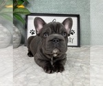 Small #3 French Bulldog