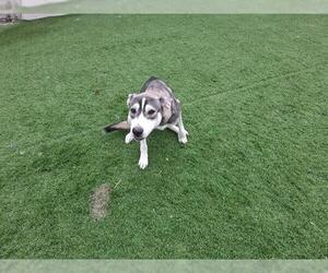 Siberian Husky-Unknown Mix Dogs for adoption in Grand Prairie, TX, USA