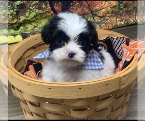 Shorkie Tzu Puppy for sale in SELLERSBURG, IN, USA