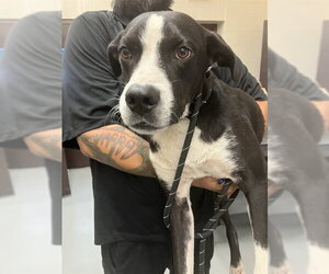 Labrador Retriever-Unknown Mix Dogs for adoption in Corpus Christi, TX, USA