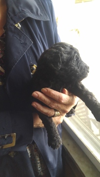 Medium Photo #1 Labradoodle Puppy For Sale in STRASBURG, VA, USA
