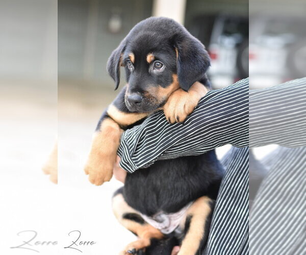 Medium Photo #2 Labrador Retriever-Unknown Mix Puppy For Sale in Brewster, NY, USA