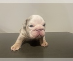 Small Photo #20 English Bulldog Puppy For Sale in PORT SAINT LUCIE, FL, USA