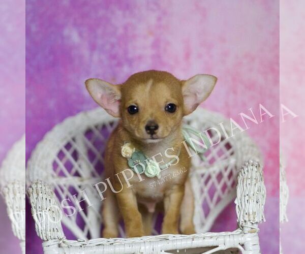 Medium Photo #17 Chihuahua Puppy For Sale in WARSAW, IN, USA