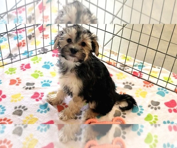 Medium Photo #6 Morkie Puppy For Sale in ORO VALLEY, AZ, USA