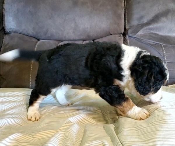 Medium Photo #21 Bernedoodle (Miniature) Puppy For Sale in LEETONIA, OH, USA