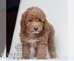 Small #2 Poodle (Miniature)