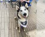 Small #2 Siberian Husky