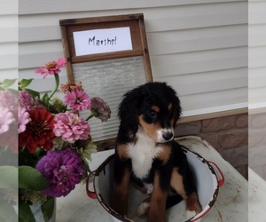 Bernedoodle (Miniature) Puppy for sale in FREDERICKSBURG, OH, USA