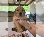 Small #6 Golden Retriever