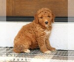 Small #4 Goldendoodle (Miniature)