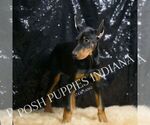 Small Photo #42 Doberman Pinscher Puppy For Sale in WARSAW, IN, USA