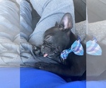 Small Photo #2 French Bulldog Puppy For Sale in WOODLAND PARK, NJ, USA