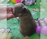 Small Photo #3 French Bulldog Puppy For Sale in BOSTON, KY, USA