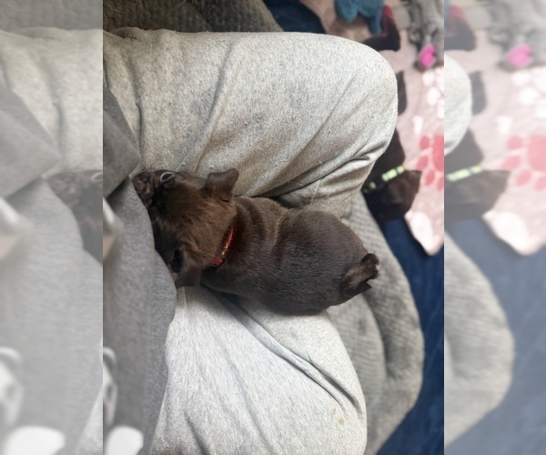 Medium Photo #7 Pug Puppy For Sale in BLOOMINGTON, IL, USA