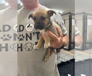 Mutt Dogs for adoption in Calgary, Alberta, Canada