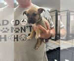 Small Mutt