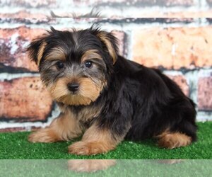 Yorkshire Terrier Puppy for sale in BEL AIR, MD, USA
