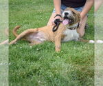 Small #4 Boxer Mix