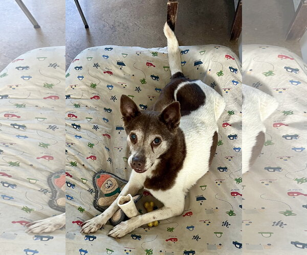 Medium Photo #3 Mutt Puppy For Sale in Lancaster, CA, USA