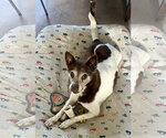Small #2 Mutt