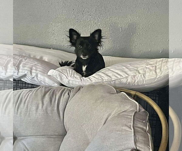 Medium Photo #6 Chihuahua-Unknown Mix Puppy For Sale in Grafton, WI, USA