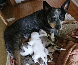 Australian Cattle Dog Puppy for Sale in MABEL, Minnesota USA