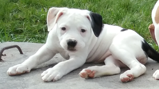 American Bulldog Puppy for sale in KEYMAR, MD, USA