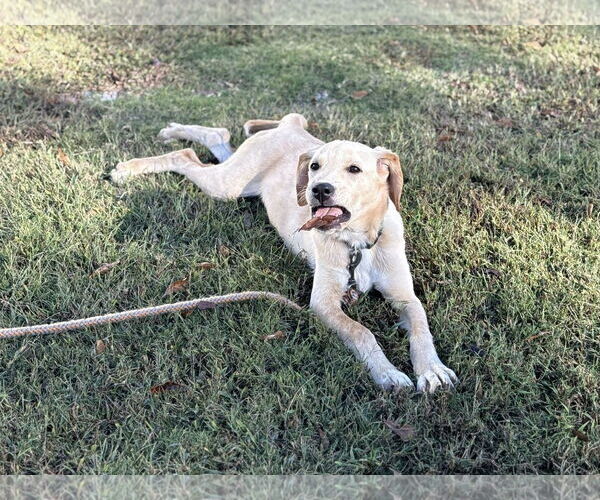 Medium Photo #8 Labralas Puppy For Sale in Attalka, AL, USA