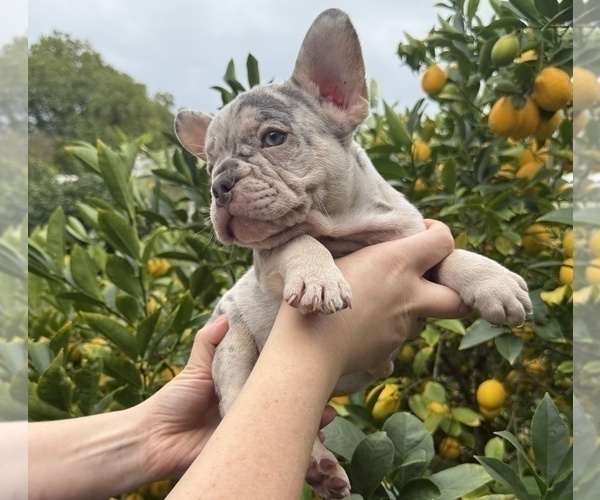 Medium Photo #3 French Bulldog Puppy For Sale in BURLINGAME, CA, USA