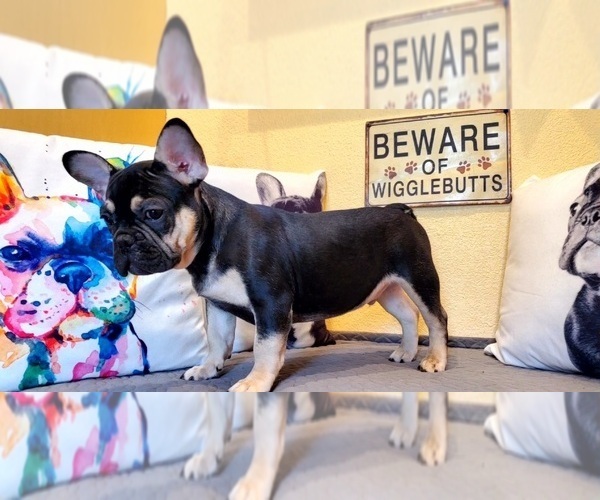 Medium Photo #9 French Bulldog Puppy For Sale in MARYVILLE, TN, USA