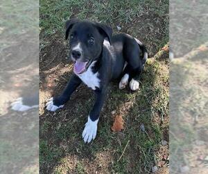 German Shepherd Dog-Unknown Mix Dogs for adoption in Placerville, CA, USA