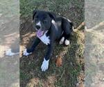 Small German Shepherd Dog Mix
