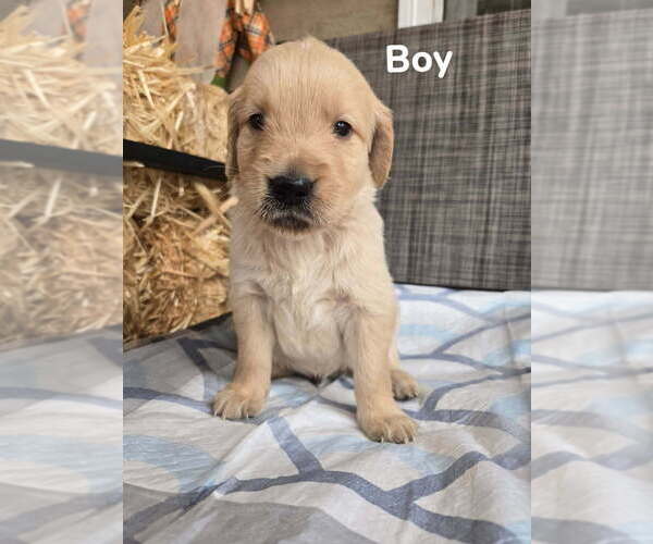 Medium Photo #4 Golden Retriever Puppy For Sale in LYNCHBURG, VA, USA