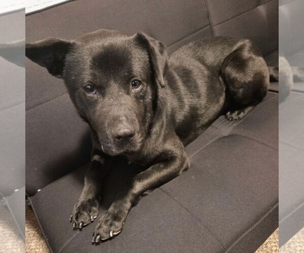 Medium Photo #8 Labrador Retriever-Unknown Mix Puppy For Sale in Fargo, ND, USA