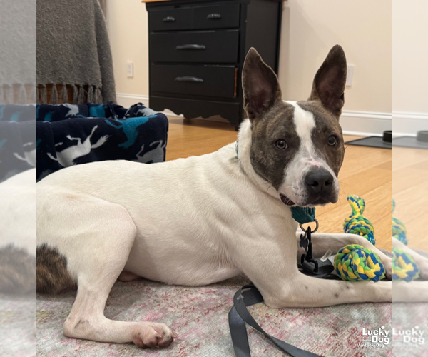 Medium Photo #7 Mutt Puppy For Sale in Washington, DC, USA