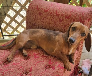Father of the Dachshund puppies born on 05/02/2026