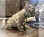 Small Photo #6 French Bulldog Puppy For Sale in PEORIA, AZ, USA