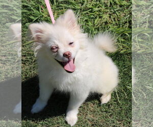 Loti - Female Pomeranian-Unknown Mix Dog for Adoption - Photo #3