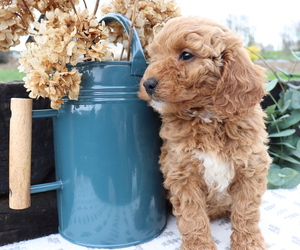 Goldendoodle (Miniature) Puppy for sale in HONEY BROOK, PA, USA