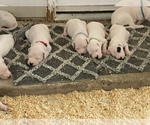 Small Photo #38 Dogo Argentino Puppy For Sale in ARLINGTON, TX, USA