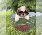 Small #4 Shih Tzu