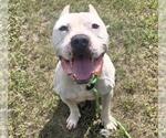 TAZ - Male Argentinian Mastiff-Unknown Mix Dog for Adoption - Small photo