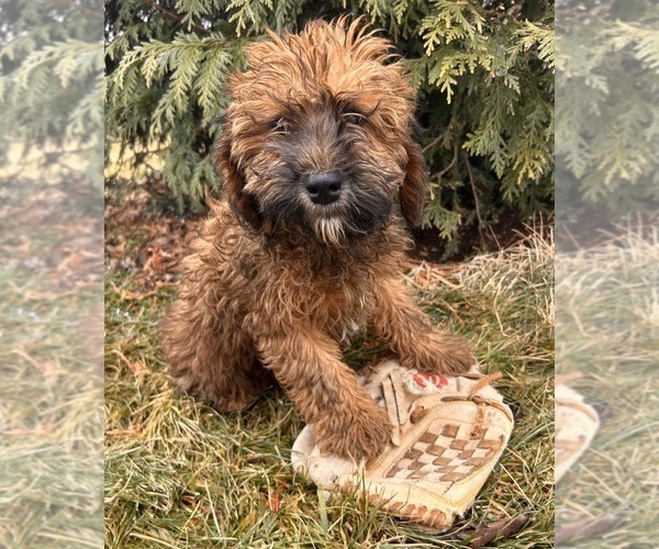 Medium Photo #1 Whoodle (Miniature) Puppy For Sale in MIDDLEBURY, IN, USA