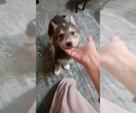 Small #7 Gerberian Shepsky