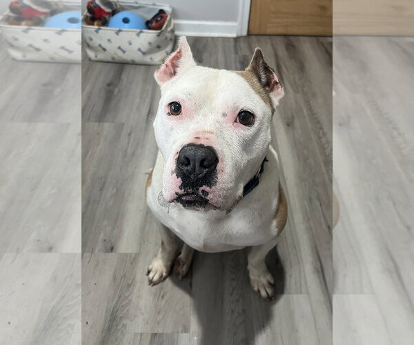 Medium Photo #10 American Pit Bull Terrier-Unknown Mix Puppy For Sale in Rockaway, NJ, USA