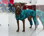 Small Photo #2 Chocolate Labrador retriever-Unknown Mix Puppy For Sale in Visalia, CA, USA