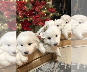 Great Pyrenees Puppy for sale in EVERETT, WA, USA
