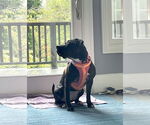 Small #1 American Pit Bull Terrier Mix